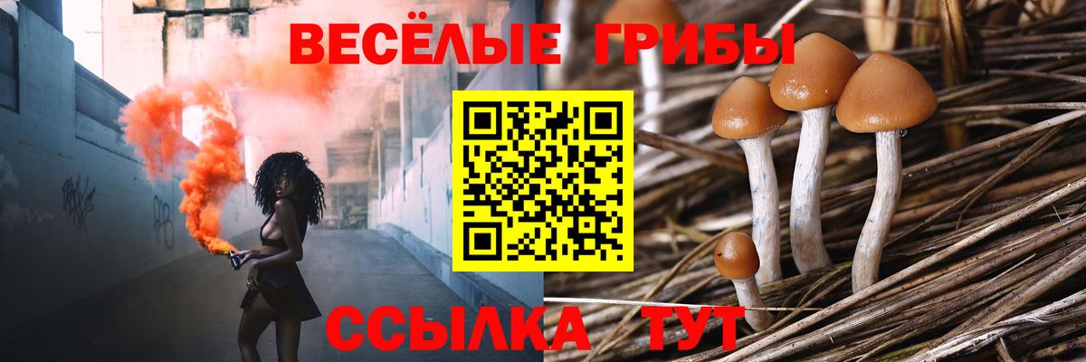 Галлюциногенные грибы Psilocybine cubensis Новотроицк